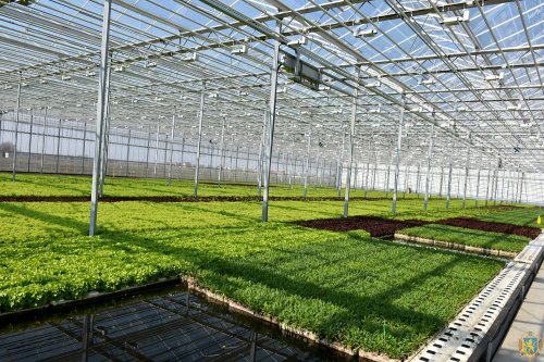 Нидерландские инвесторы вложили в выращивание салата на Львовщине € 600 тыс.