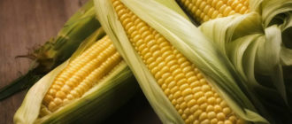Кларика / Clarica: сорт кукурузы с зубовидным зерном