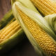 Кларика / Clarica: сорт кукурузы с зубовидным зерном